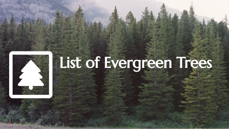 List of Evergreen Trees