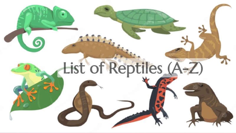 Reptiles List