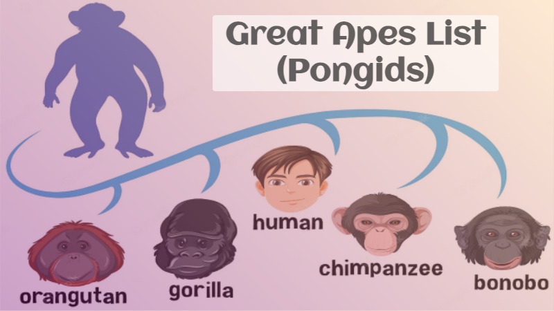 Great Apes List
