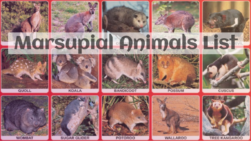 Marsupial Animals List