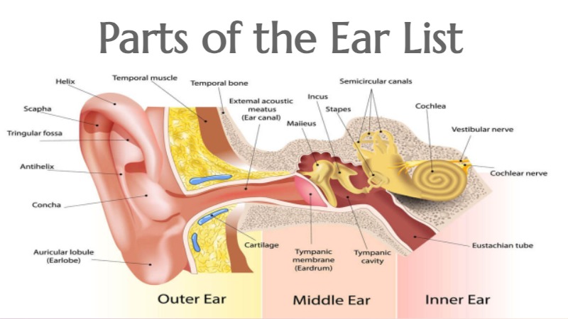 Parts of the Ear List